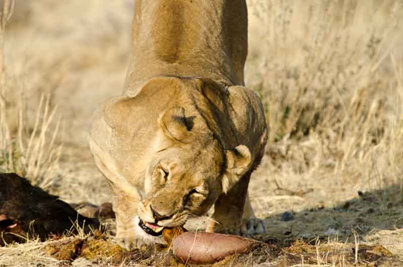 53 - Namibia - leones comiendo - parque nacional de Etosha